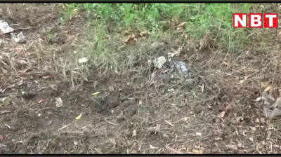 केरल और हिमाचल के बाद MP में भी गाय से क्रूरता, खिलाया विस्फोटक