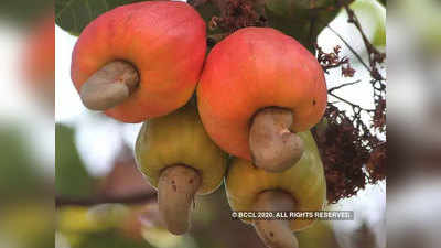 Cashew For Mental Health: डिप्रेशन को दूर करने में सहायक है यह टेस्टी ड्राईफ्रूट, रोज खाने से दिल भी रहता है हेल्दी