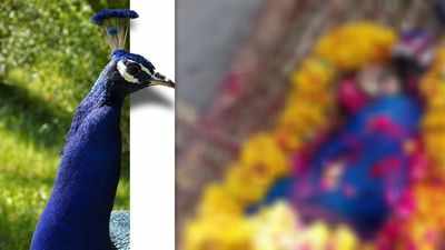 भरतपुर में राष्ट्रीय पक्षी मोर की निकली शव यात्रा, अर्थी को कंधा देने वालों में अफसर भी
