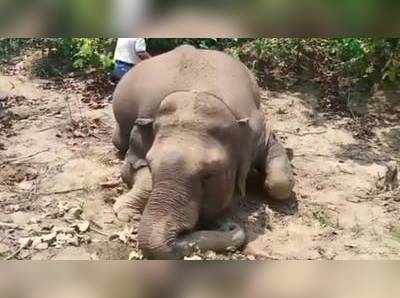 ছত্তিশগড়ের গ্রামে হাতির নিথর দেহ, মৃত্যুর কারণ নিয়ে ধোঁয়াশা