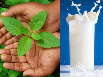 तुलसी के साथ दूध पीना हो सकता है खतरनाक, पढ़ें कारण