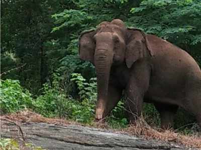 പീച്ചി മൈലാട്ടുംപാറയില്‍ കാട്ടാന ശല്യം രൂക്ഷം;  കര്‍ഷകര്‍ ദുരിതത്തില്‍