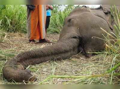 ছত্তিশগঢ়ে বিদ্যুৎস্পৃষ্ট হয়েই মৃত্যু হাতির, গ্রেফতার ১