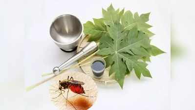 <strong>Home Remedies For Dengue:</strong> का ठरतो पपईच्या पानांचा रस डेंग्यूवर रामबाण उपाय