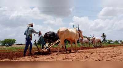 ಅಲ್ಪಾವಧಿ ಬೆಳೆಗೆ ಮಳೆಯೇ ಆಶ್ರಯ