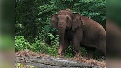 കാടുകയറിയ കാട്ടാനകള്‍ തിരിച്ചിറങ്ങി നാശം വിതയ്ക്കുന്നു; പാലക്കാട് വ്യാപക കൃഷിനാശം