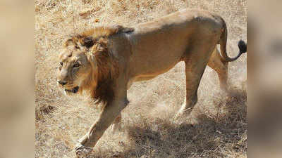 संक्रामक बीमारी से शेरों की मौत रोकने के लिए गुजरात तैयार कर रहा है CDV वैक्सीन