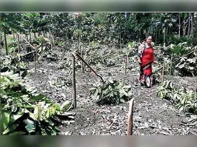 রাতের অন্ধকারে প্রায় ৬০টি গাছ কাটল দুষ্কৃতীরা