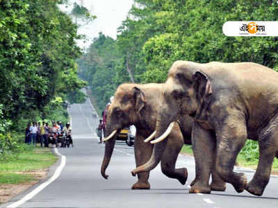 হাতির হামলায় কোনও রকমে প্রাণে বাঁচলেন সাত জন