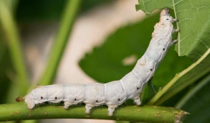 ​ಚೀನಾ ರೇಷ್ಮೆ ಆಮದು ನಿಲ್ಲಲಿ