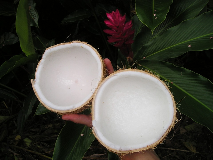 Coconut Benefits