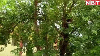 कोर्ट परिसर में पेड़ पर चढ़ गया 4 फीट लंबा रेड स्नेक, पकड़ने गए तो डंसने को लपका, देखिए Live Video