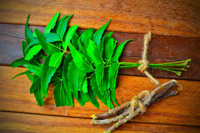 Green neem leaves and twig on wooden table