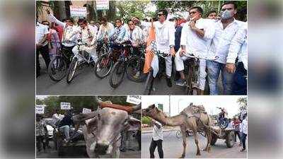 Petrol Diesel Rate Today: लगातार 19वें दिन डीजल के दाम बढ़े, विरोध में बैलगाड़ी से खिंचवाई ऑडी