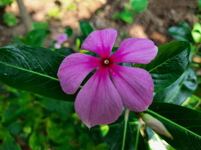 ​ಸದಾಪುಷ್ಪ ಗಿಡದ ಬಗ್ಗೆ ಒಂದಿಷ್ಟು