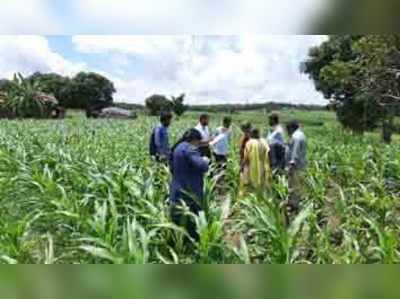 ಗೋವಿನ ಜೋಳಕ್ಕೆ ಸೈನಿಕ ಹುಳು ಬಾಧೆ ಆತಂಕ