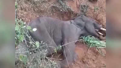 पलक्कड़ के बाद कोयंबटूर में हाथी की मौत, मुंह में मिले गहरे जख्म