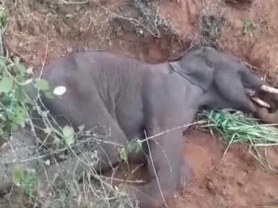 पलक्कड़ के बाद कोयंबटूर में हाथी की मौत, मुंह में मिले गहरे जख्म