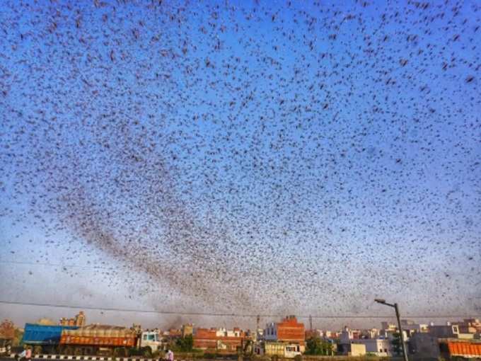 ​ತೂಕಕ್ಕಿಂತ ಎರಡು ಪಟ್ಟು ತಿನ್ನುವ ಹೊಟ್ಟೆಬಾಕ