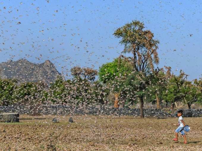 ​ಡೆಸರ್ಟ್‌ ಲೋಕಸ್ಟ್‌ ಪ್ರಭೇದ ಅಪಾಯಕಾರಿ