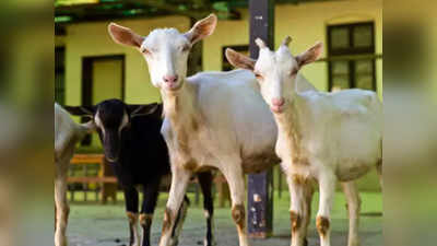 फ्लोरिडा में बकरियों के पैटरनिटी टेस्‍ट के लिए महिला ने कर दिया मुकदमा