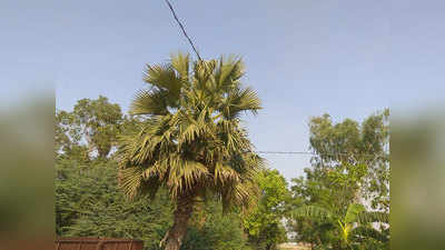 आजमगढ़: पूर्व सीएम राम नरेश यादव का गांव जहां पेड़ में तार बांध हो रही बिजली सप्लाई