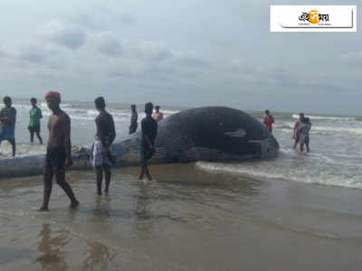 মন্দারমণির সৈকতে ভেসে এল বিশাল তিমির মৃতদেহ! এলাকায় চাঞ্চল্য