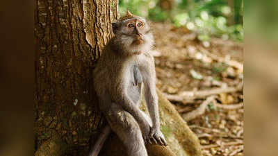 पशु क्रूरताः बंदरों के झुंड को सबक सिखाने के लिए जिंदा बंदर को फांसी के फंदे से लटकाया