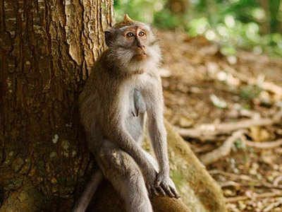 पशु क्रूरताः बंदरों के झुंड को सबक सिखाने के लिए जिंदा बंदर को फांसी के फंदे से लटकाया