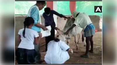 आंध्र प्रदेश के चित्तूर में केरल जैसी घटना, क्रूड बम से घायल हुई गाय