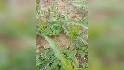 पाकिस्तानी टिड्डियों का सारण में फसलों पर हमला, किसानों की बढ़ी मुश्किलें