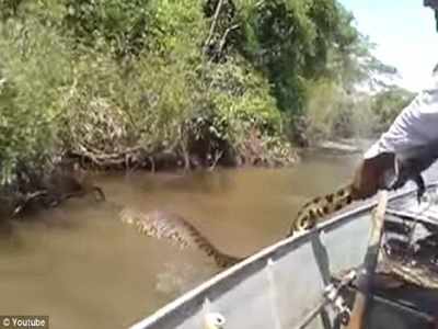 VDO: ভয়ংকর সুন্দর! ১৭ ফুট অ্যানাকোনডার লেজ ধরে টান, তার পর...