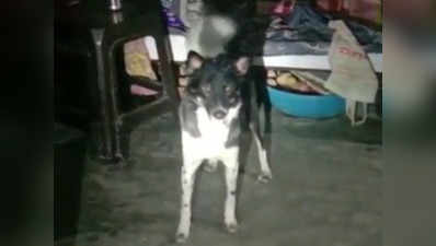 दंपती की हत्या: जब पालतू कुत्ते ने रिश्तेदार के घर पहुंचाई खबर
