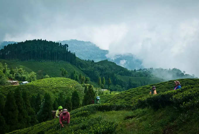 darjeeling tea estate