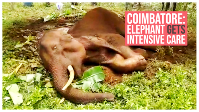 कोईम्बतूर : आजारी हत्तीला इथं मिळाला मायेचा हात!