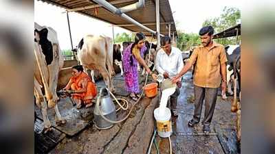 ಮೂರು ತಿಂಗಳಿಂದ ಪ್ರೋತ್ಸಾಹ ಧನ ಬಿಡುಗಡೆ ಮಾಡದ ಸರಕಾರ, ಸಂಕಷ್ಟದಲ್ಲಿ ಹೈನುಗಾರರು