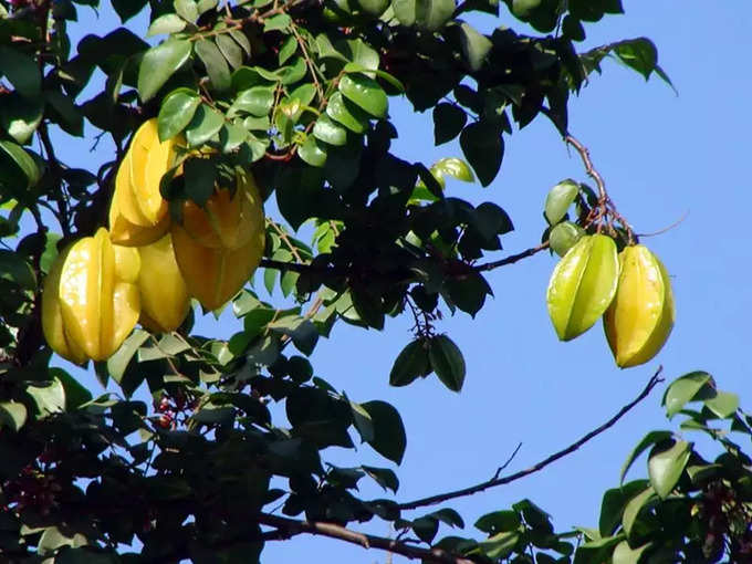 ಕಡಿಮೆ ಕ್ಯಾಲೋರಿ ಇರುವ ಹಣ್ಣು