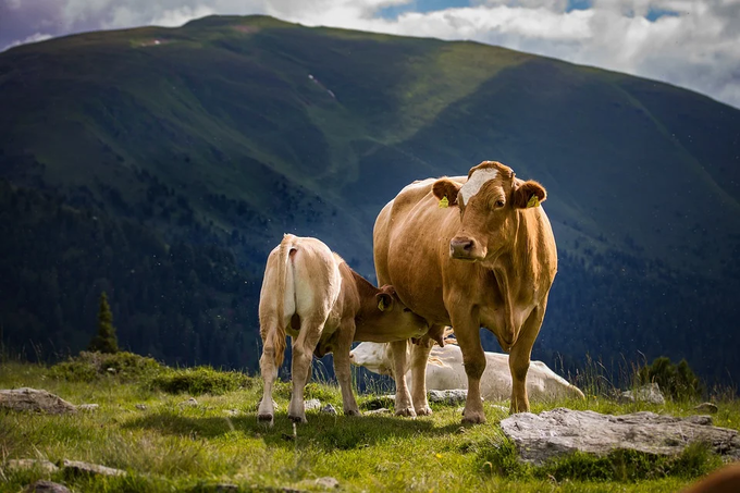 Cow And Calf