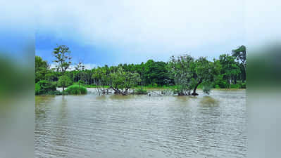 ಮಂಡಗದ್ದೆ ಪಕ್ಷಿಧಾಮಕ್ಕೆ ಬೇಕಿದೆ ರಕ್ಷಣೆ