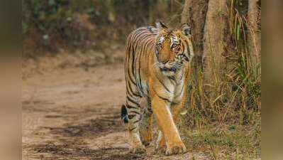 বক্সায় ফের শার্দূলরাজ, ১২ কোটি ব্যয়ে আসছেন তিন বাঘবাহাদুর!