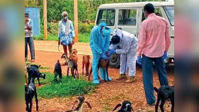 कर्नाटक के गांव में चरवाहे को कोरोना वायरस, 47 बकरियां क्वारंटीन, जांच के लिए भेजे गए नमूने