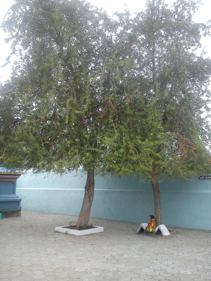 Bilva Tree