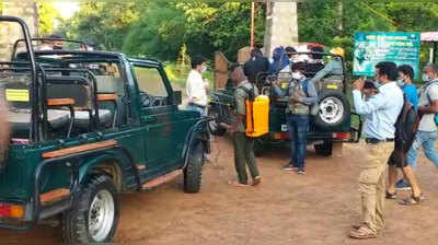 tadoba andhari national park : ताडोबा-अंधारी नॅशनल पार्क उघडले; तीन महिन्यानंतर पर्यटन सुरू