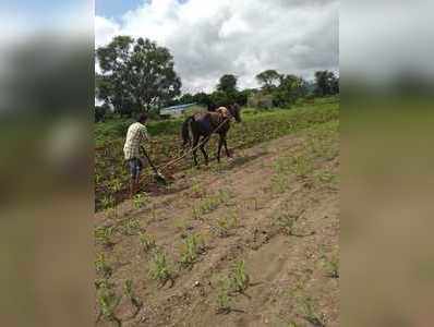 इंधन दरवाढीमुळे घोड्याद्वारे शेतकाम