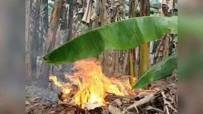 எரிந்து சாம்பலாகும் வாழை... வேதனையில் விவசாயிகள்!