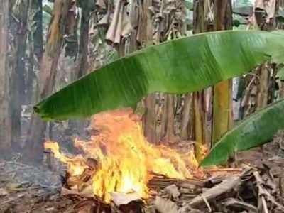 எரிந்து சாம்பலாகும் வாழை... வேதனையில் விவசாயிகள்!