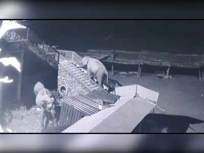 मंदिर की 50 सीढ़ियों पर चढ़ गया हाथी, वीडियो हुआ वायरल