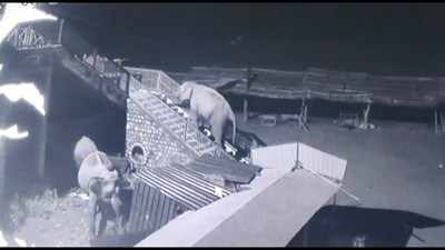 मंदिर की 50 सीढ़ियों पर चढ़ गया हाथी, वीडियो हुआ वायरल