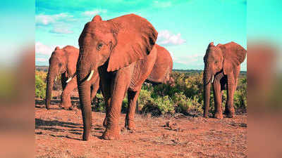 elephants dies भयंकर! तलावाजवळ आढळले ३५० हत्तींचे मृतदेह