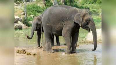 तमिलनाडु: दो हाथियों की मौत, गोली मारने के आरोप में दो भाई अरेस्‍ट